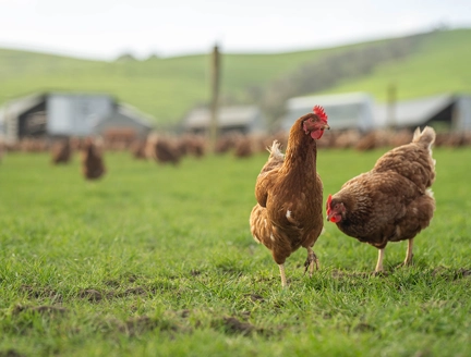 meat processing ERP